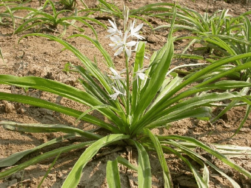 Medicinal Plant Diversity in Haryana