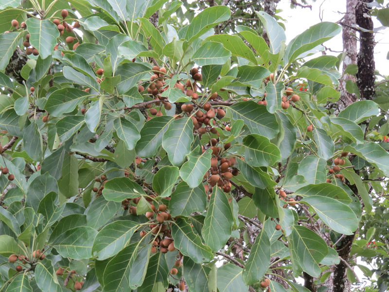 Use of Medicinal Plants in Haryana