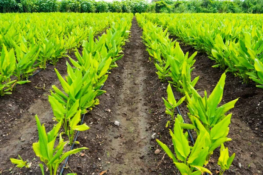 Importance of Herbal Farming