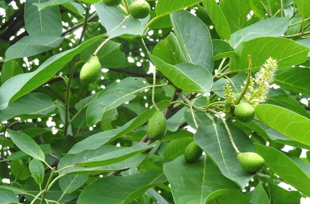 Importance of Harvesting Medicinal Plants at the Proper Time for Quality Assurance